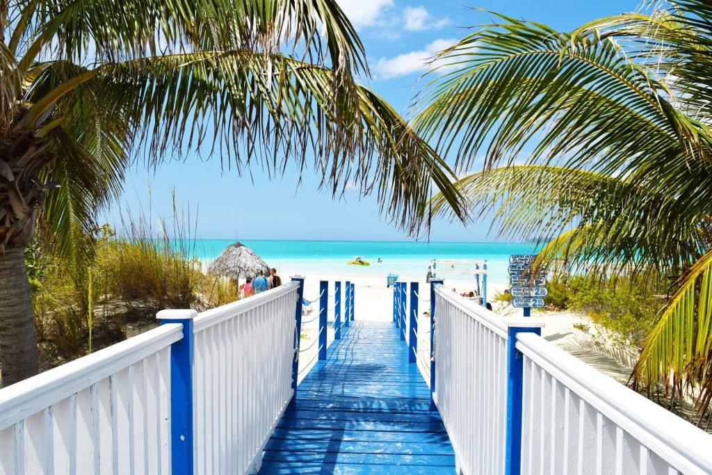 Florida palm tress