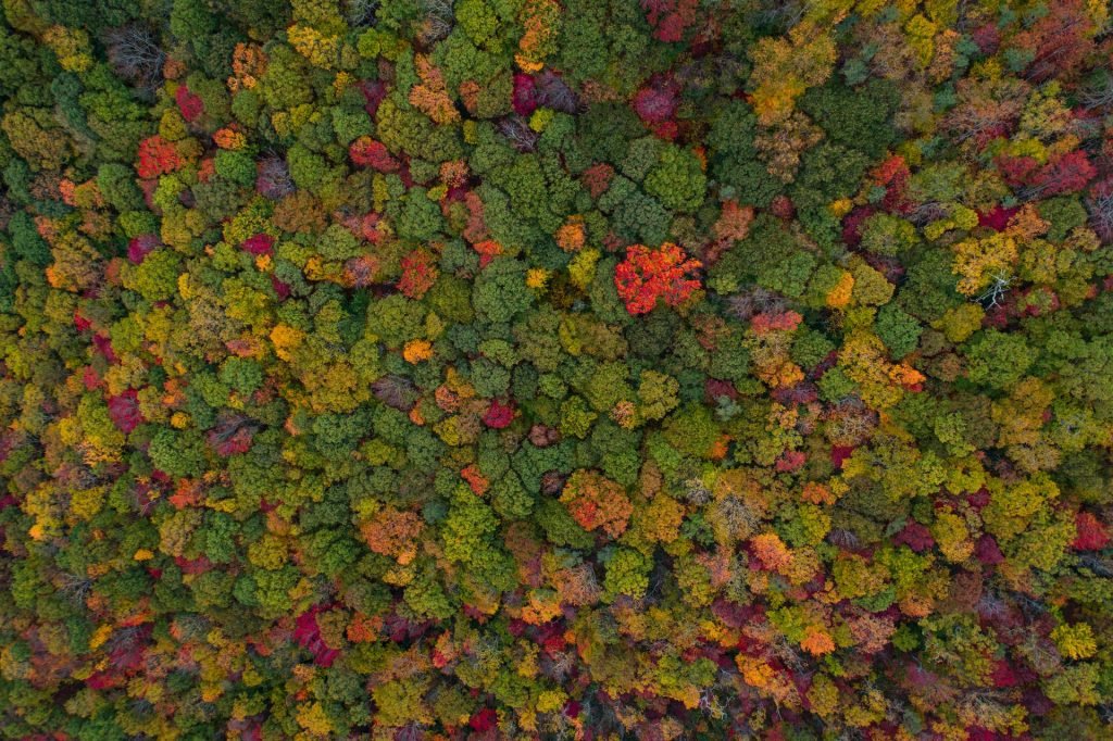 Can reforestation save the planet?