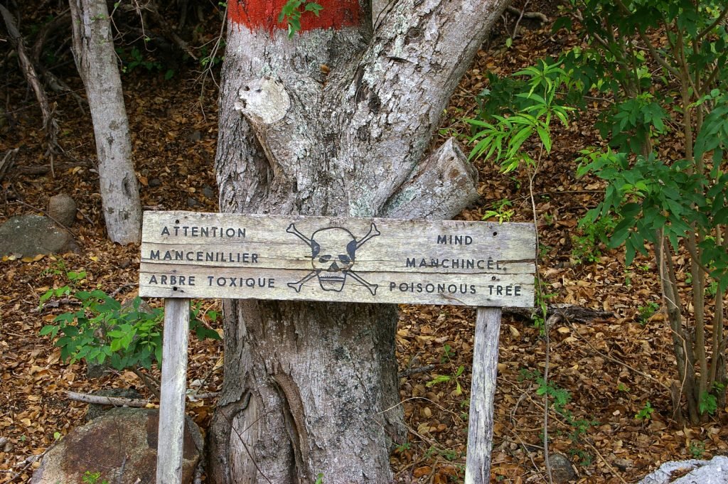manchineel tree